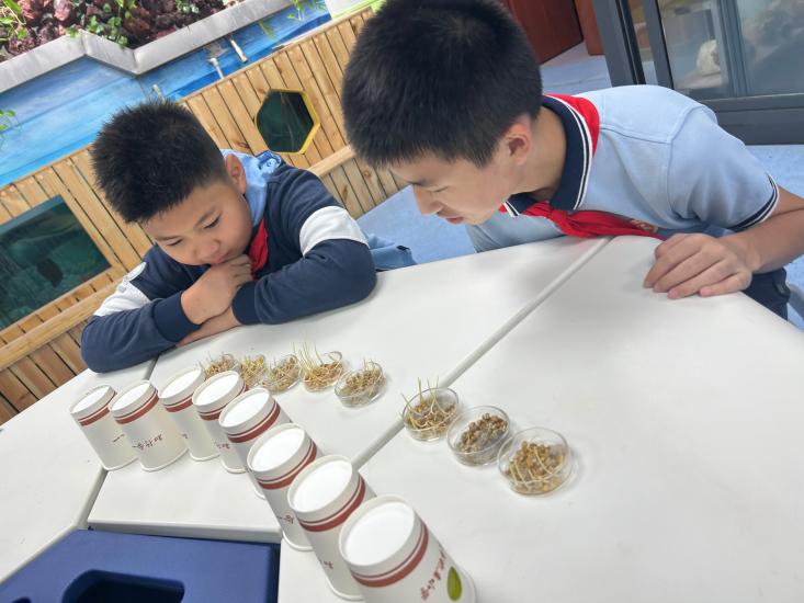 20240508徐书颜 吕明轩 李鸿涛-关于小麦胚芽鞘向光性的实验研究(1)_html_40a08694.jpg