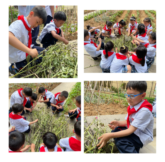 剥蚕豆新闻稿_html_m586a1ec7.png