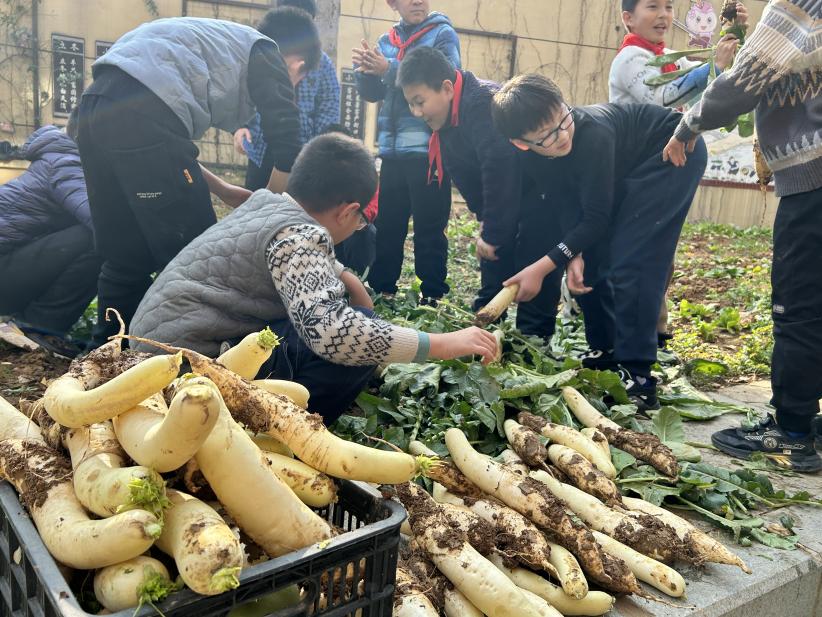 20231212快乐拔萝卜 喜获大丰收(1)_html_m3adb7904.jpg