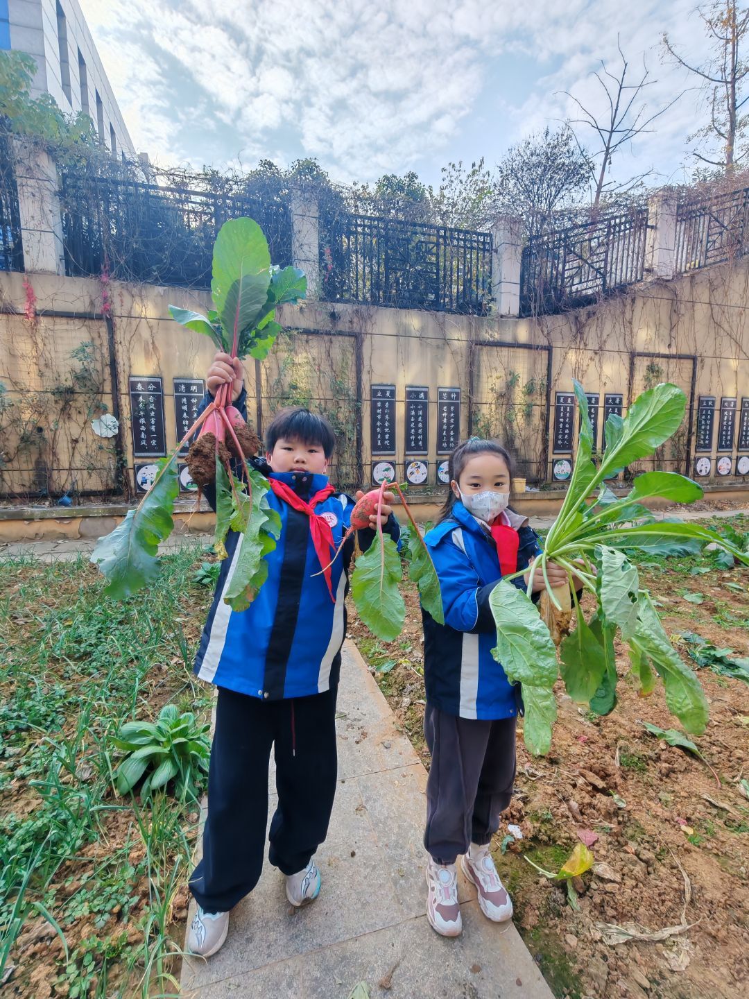 四年级5班拔萝卜劳动课堂新闻稿 _html_7070cf82.jpg