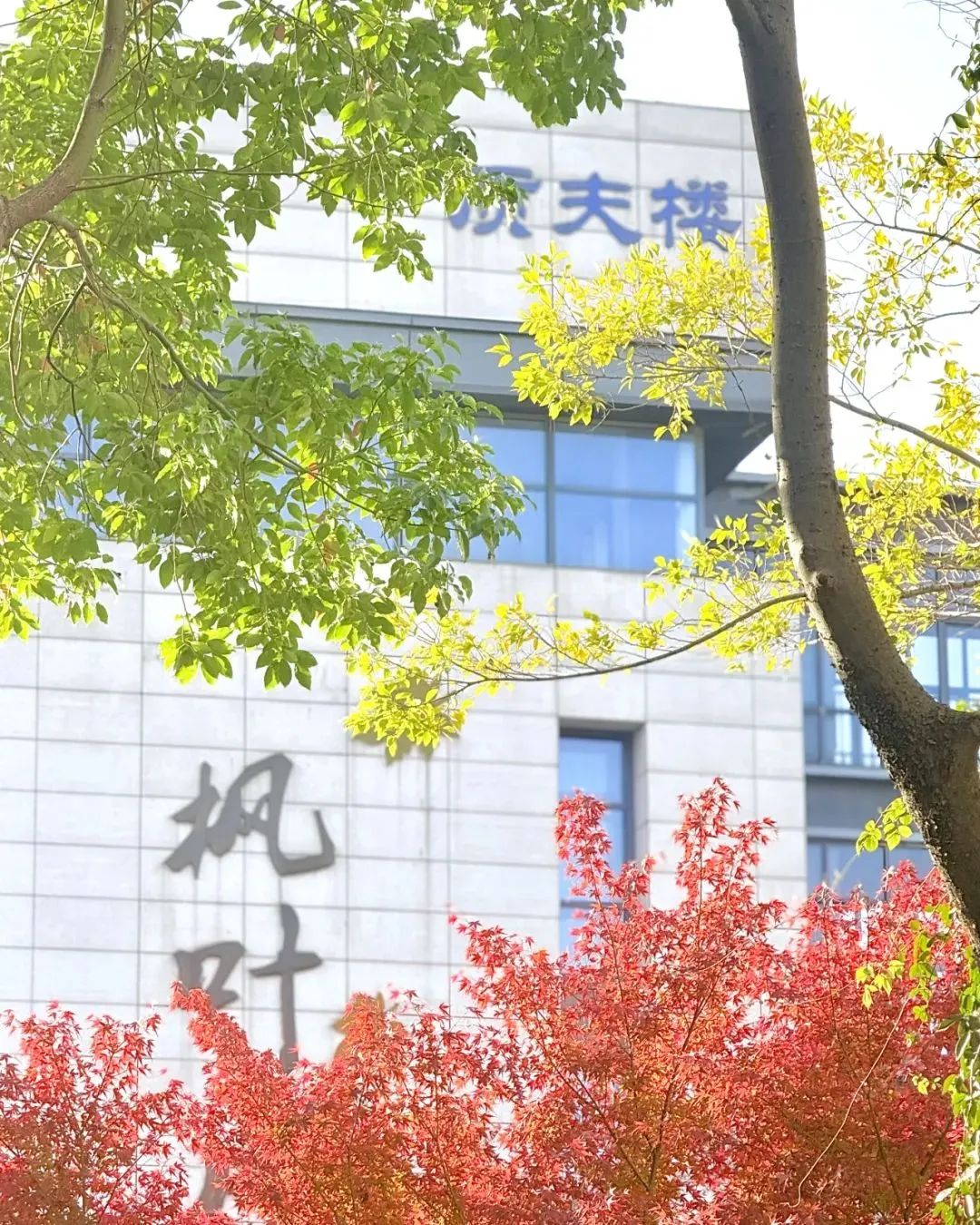 【毅行栖中】“枫”景这边独好——南京市栖霞中学十一月特辑