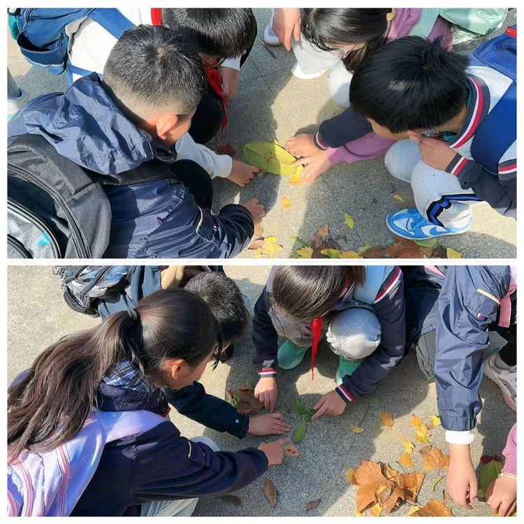 探秘植物王国 感受自然奇妙——龙潭中心小学开展2025年秋季社会实践活动_html_4743e3a2.jpg