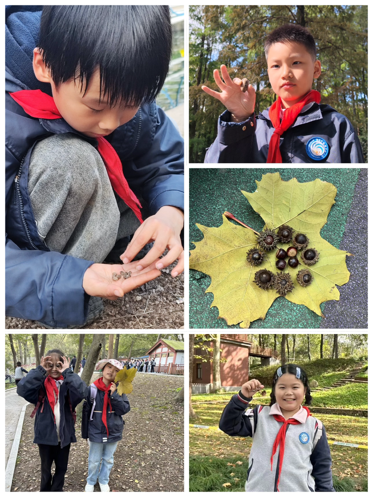 2025.11.11探秘植物王国 感受自然奇妙——龙潭中心小学开展2025年秋季社会实践活动_html_36dc0b88.png