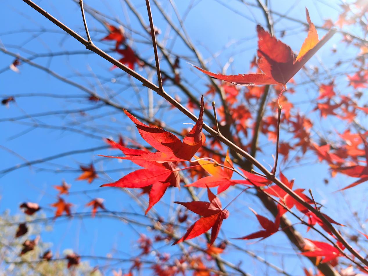 【湖畔·红领巾】同游栖霞山，共赏红枫节——记金陵小学（仙林湖校区）2023级5班团建活动_html_m417b92f2.jpg