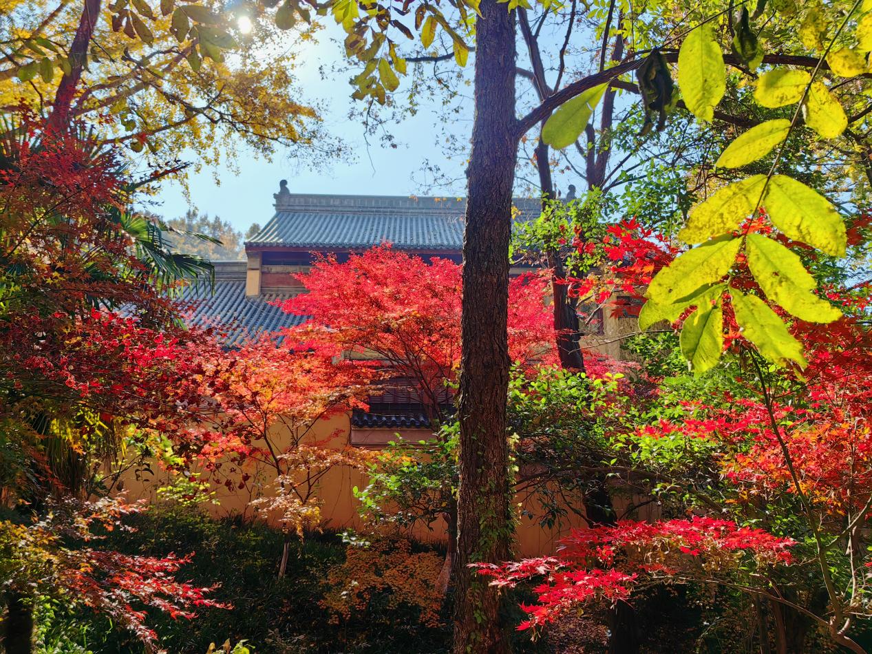 【湖畔·红领巾】同游栖霞山，共赏红枫节——记金陵小学（仙林湖校区）2023级5班团建活动_html_m4274f818.jpg