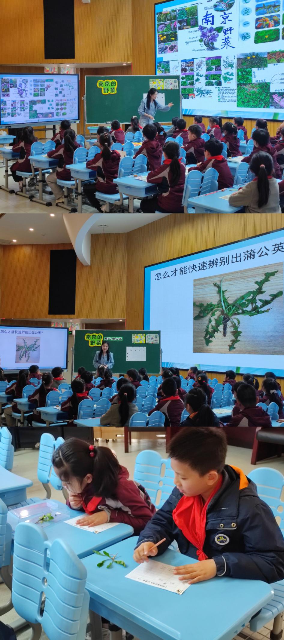 【博学广志】中草药引领实践 蒲公英伴我成长——金小广志主题实践活动不断推进_html_m16aec932.jpg