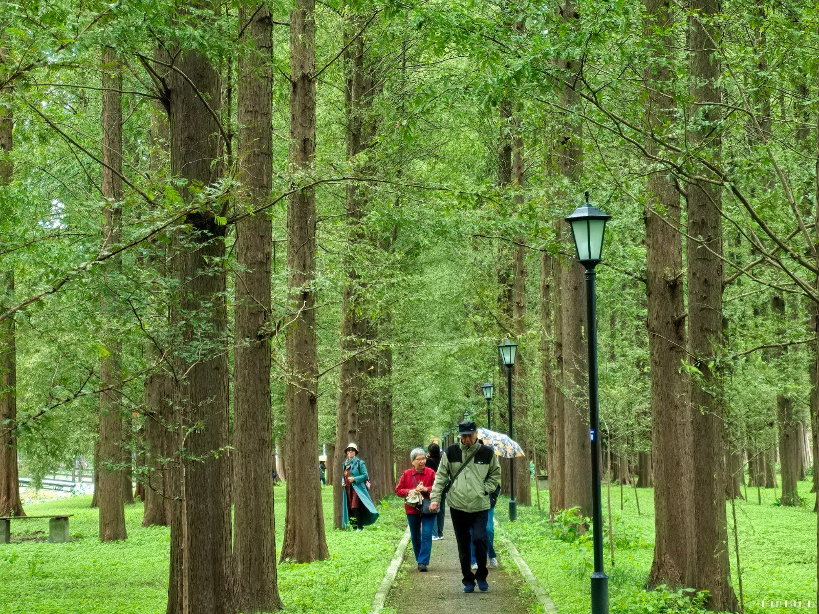 水杉大道 (1).jpg