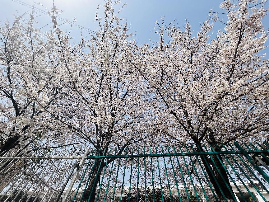 幕府山庄小学春日美景报道（二）_html_7c0b1308.jpg