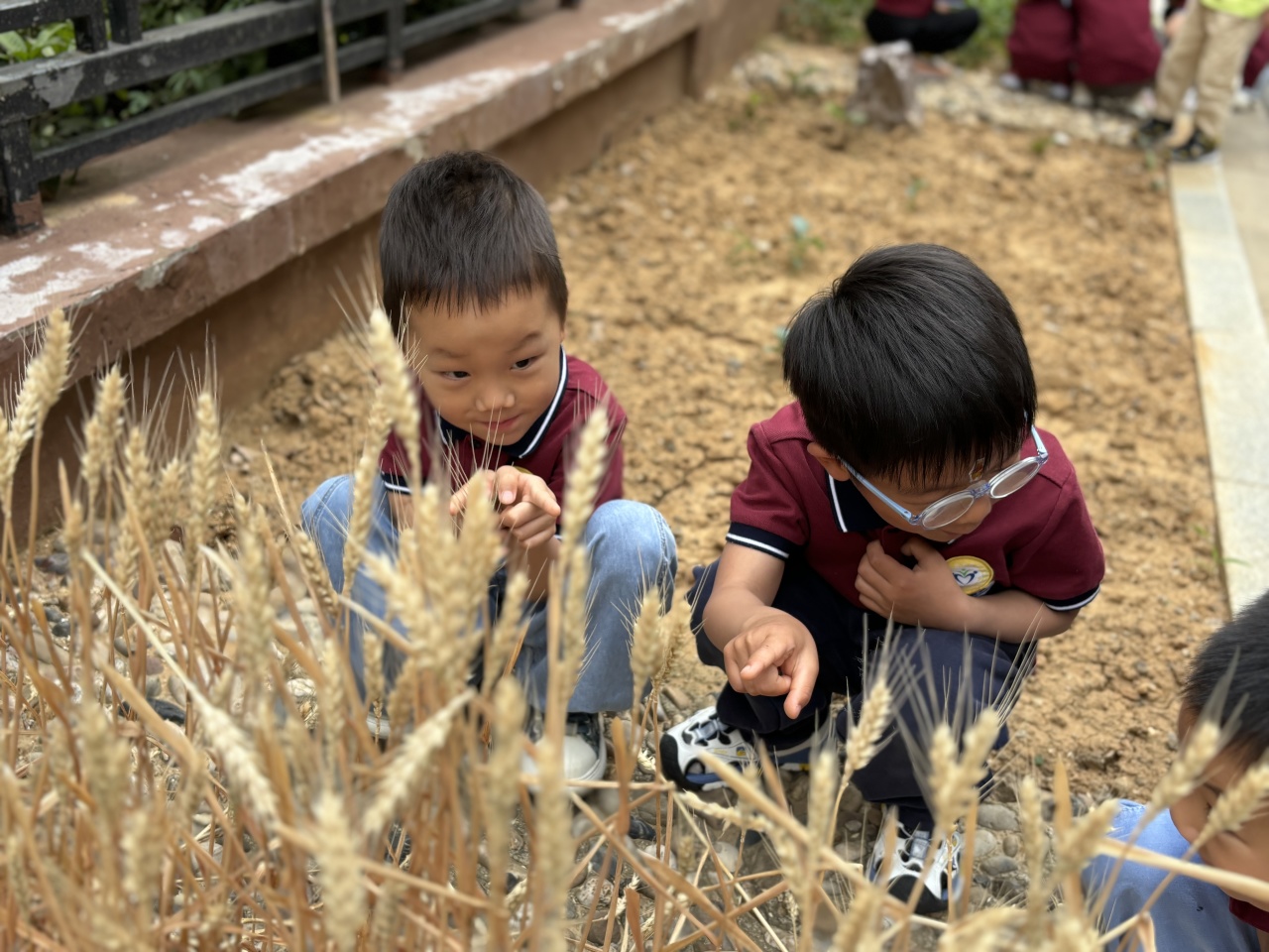 20240520 【生活燕幼·园区动态】“夏意芬芳，幸福满满”——舌尖上的节气之小满_html_m42fc2e61.jpg