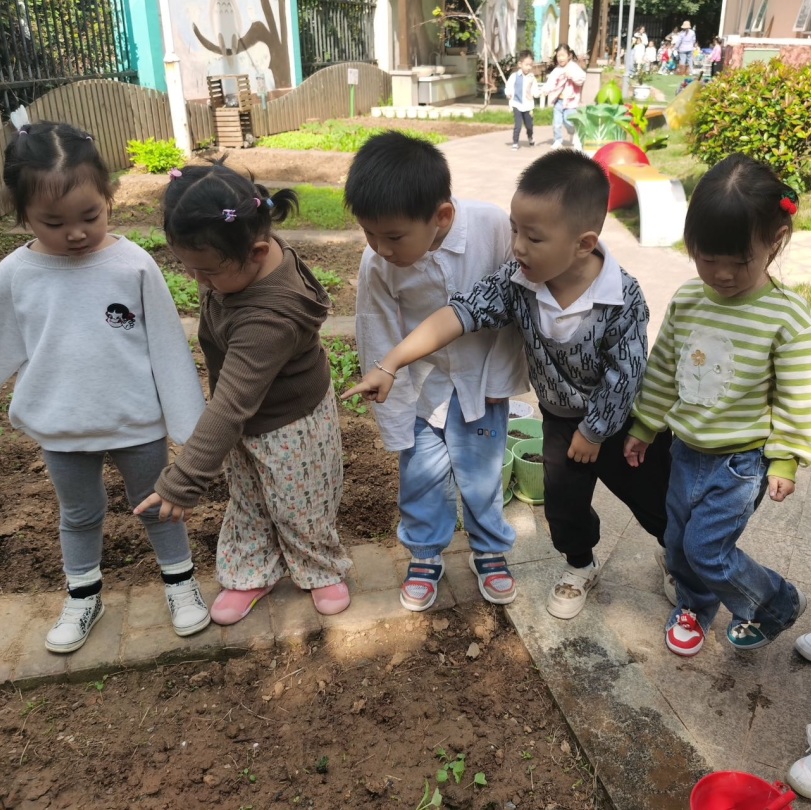 【生活燕幼·年级组动态】下庙分园：“拾秋季，探种植”——小班组种植团活动(1)_html_m2ea0456e.jpg
