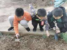 祥和园大班项目课程种植蚕豆新闻稿(1)_html_m5cb33502.jpg