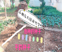 祥和园大班项目课程种植蚕豆新闻稿(1)_html_m4f296e64.png