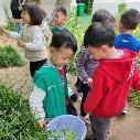 【生活燕幼·园区动态】燕幼中心园：“春意藏，立夏至”——小二班立夏节气活动_html_m78e3d758.jpg