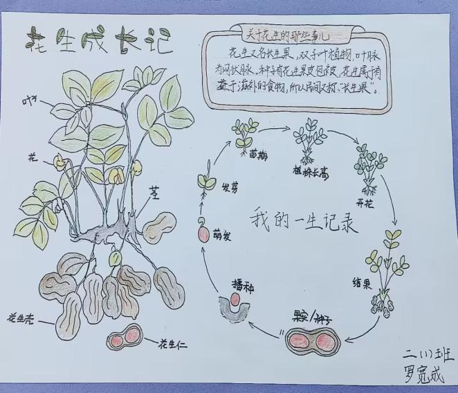 我为班级选班植语文实践活动报道_html_m3a6d322d.jpg