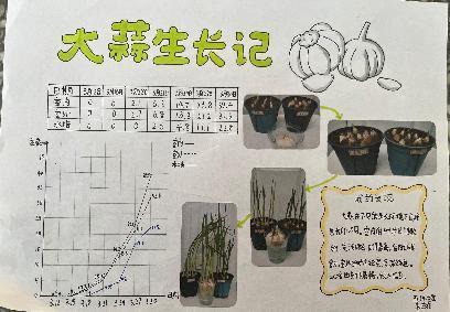 20250425五数数学实践活动蒜叶成长记吉康写_html_m53d96d2a.jpg