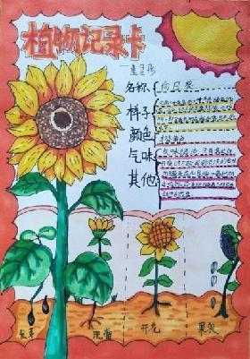 植物记录卡 亲近大自然_html_m43a6ef12.jpg