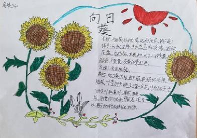 植物记录卡 亲近大自然_html_md59158f.jpg