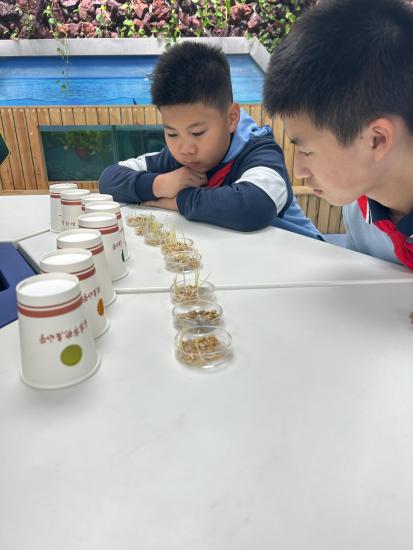 20240508徐书颜 吕明轩 李鸿涛-关于小麦胚芽鞘向光性的实验研究(1)_html_m6cce6e3c.jpg
