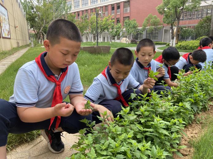 【知行晓庄】春日勤耕作 夏日采摘忙——晓庄小学二（5）班采摘菊花脑活动小记