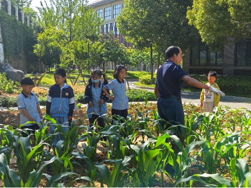 【知行晓庄】劳动践于行，美德润于心——南京市晓庄小学小农场劳动实践系列课程