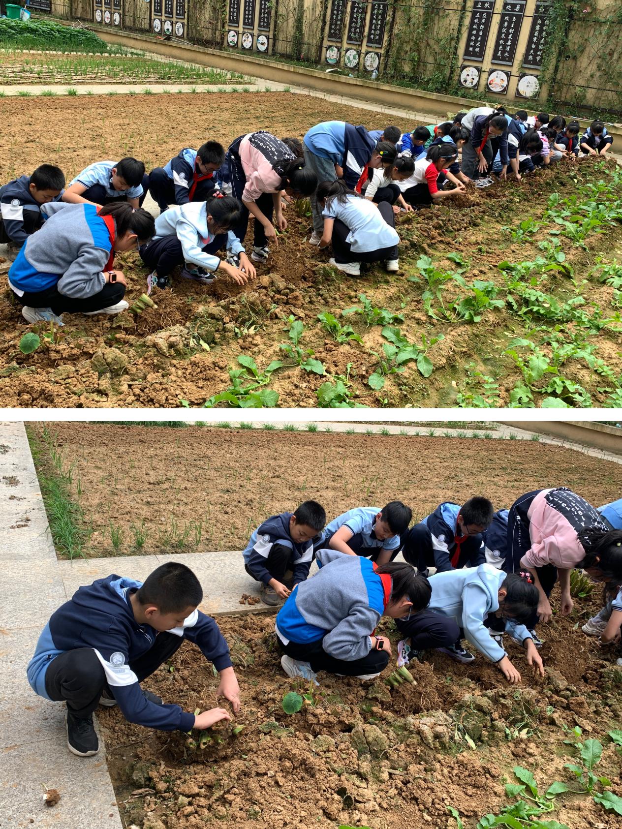 【陶娃爱劳动】收获秋天 “芋”见快乐——晓庄小学五（1）班劳动实践小记_html_m37d75d8d.jpg