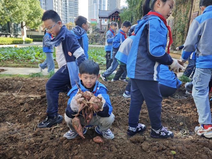 晓庄小学四(4)中队秋日采薯之旅_html_5c1d141d.jpg