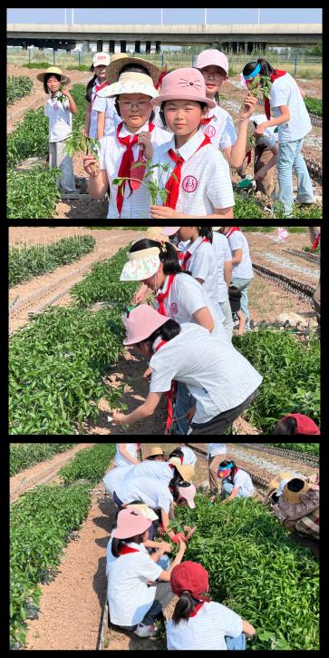 劳动出真知，实践伴成长_html_m5194f4a0.jpg