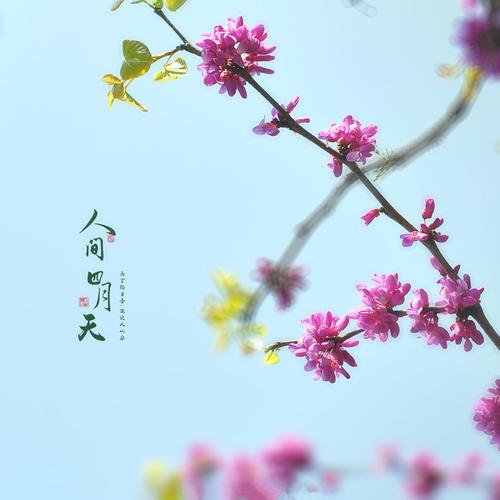 【丁香汉声】你们是人间四月天_html_m42cf8196.jpg