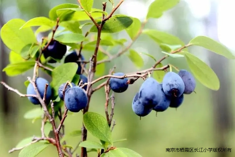u=4117096708,1242773905&fm=253&fmt=auto&app=138&f=JPEG.webp.jpg