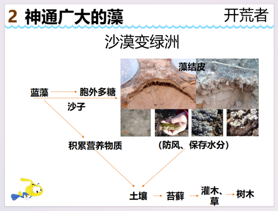 【湖畔·家校共育】藻类，淘气的五彩精灵——一（29）班家长进课堂活动_html_m3c9021f8.png