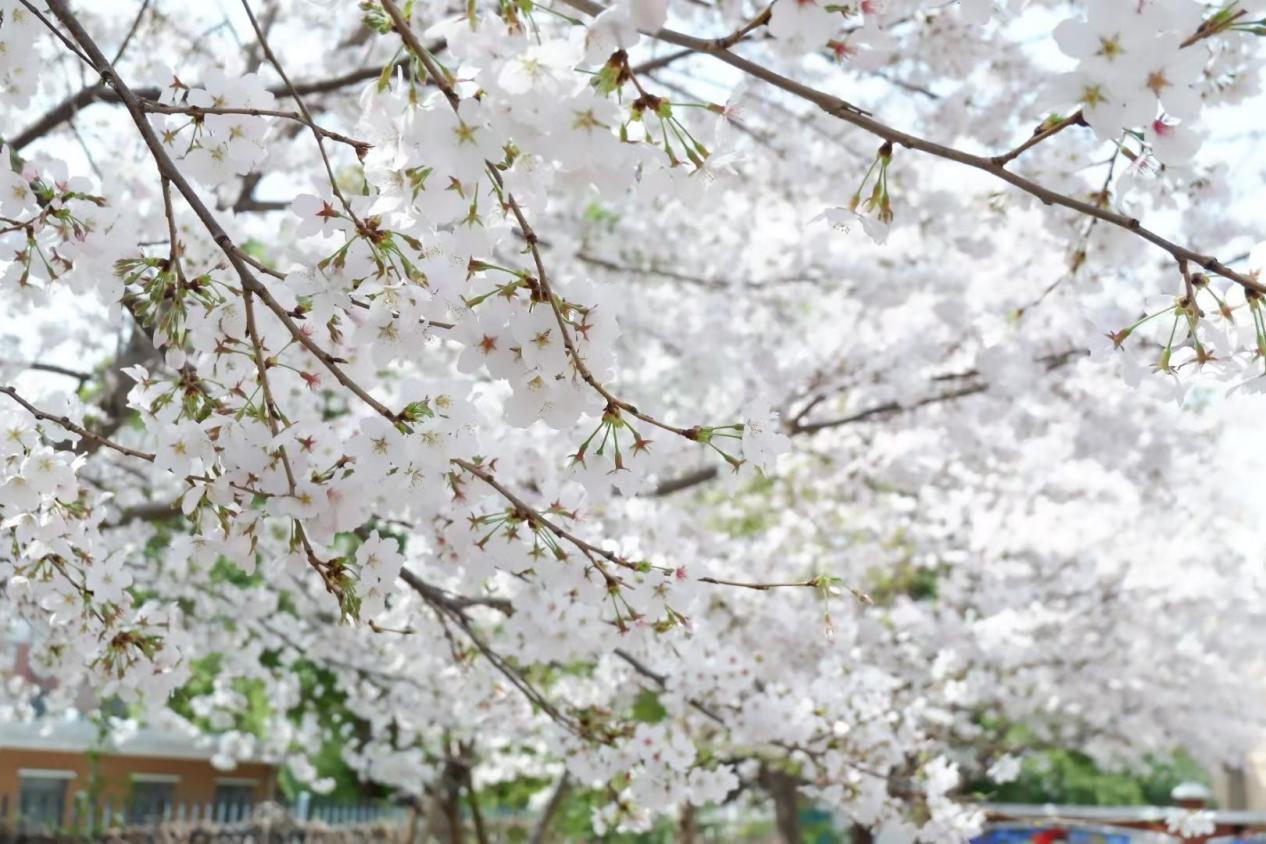 幕府山庄小学春日美景报道（二）_html_18b2b2a6.jpg