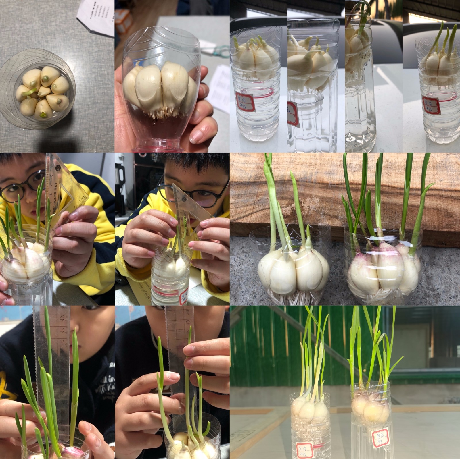 【花港一小】做中学数学，趣中增智慧 花港一小第十一届数学节系列报道（八）五年级 我和“大蒜”有约