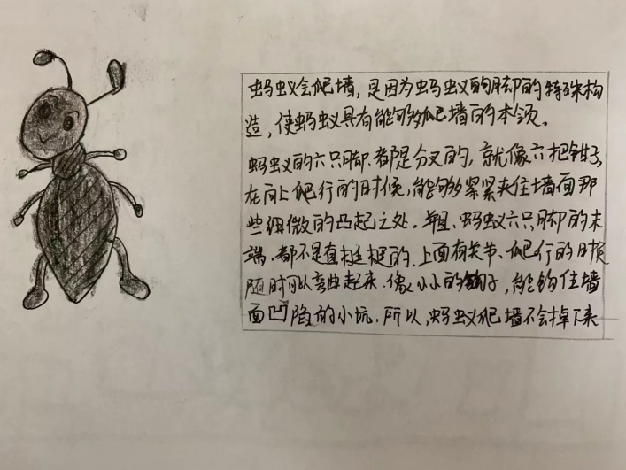 20210113【班级动态】大一班项目课程分享——蚂蚁探秘之旅_html_4402a8ba.png