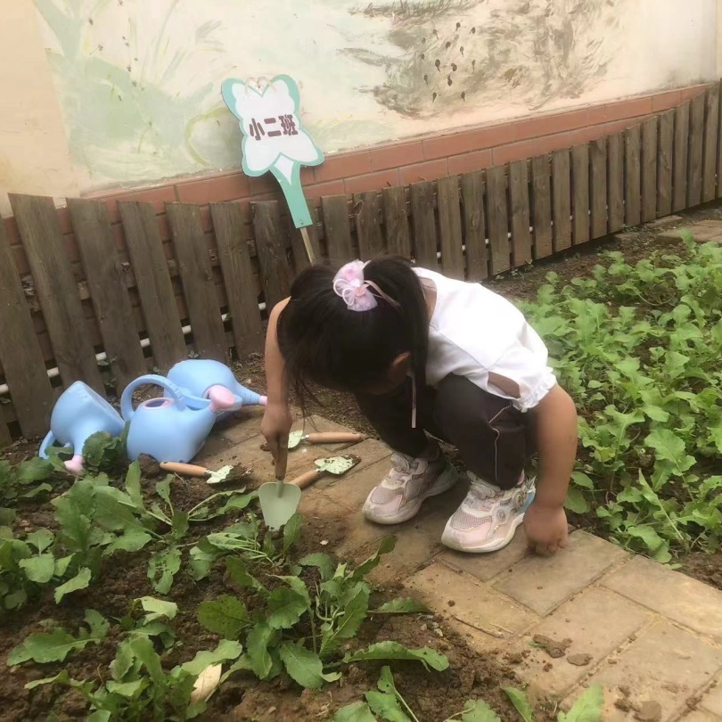 【生活燕幼·年级组动态】下庙分园：“拾秋季，探种植”——小班组种植团活动(1)_html_m4f0b3cc8.jpg