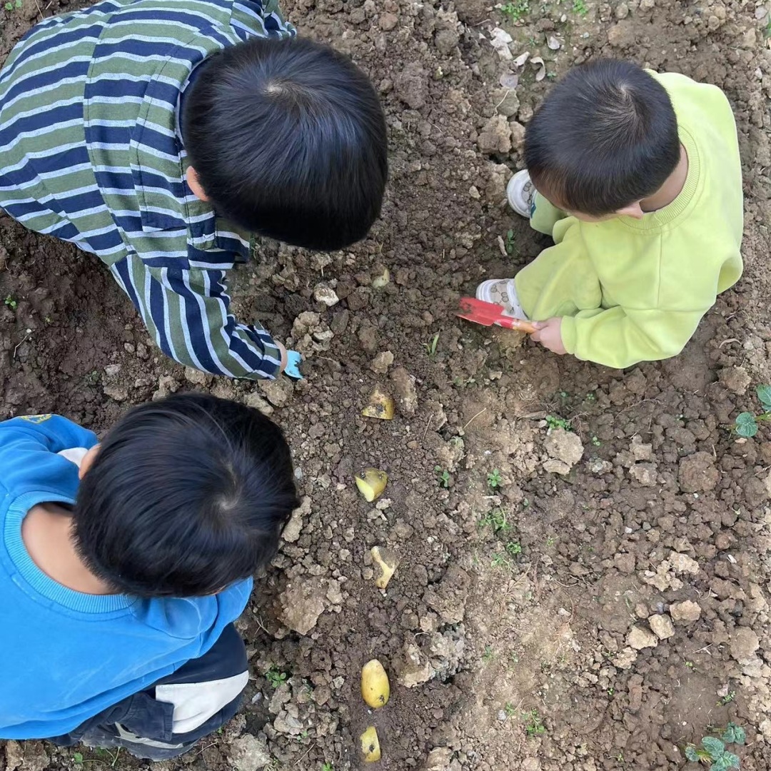 【生活燕幼·年级组动态】下庙分园：“拾秋季，探种植”——小班组种植团活动(1)_html_6337b517.jpg