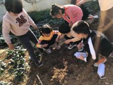 祥和园大班项目课程种植蚕豆新闻稿(1)_html_m3c4d94b1.jpg