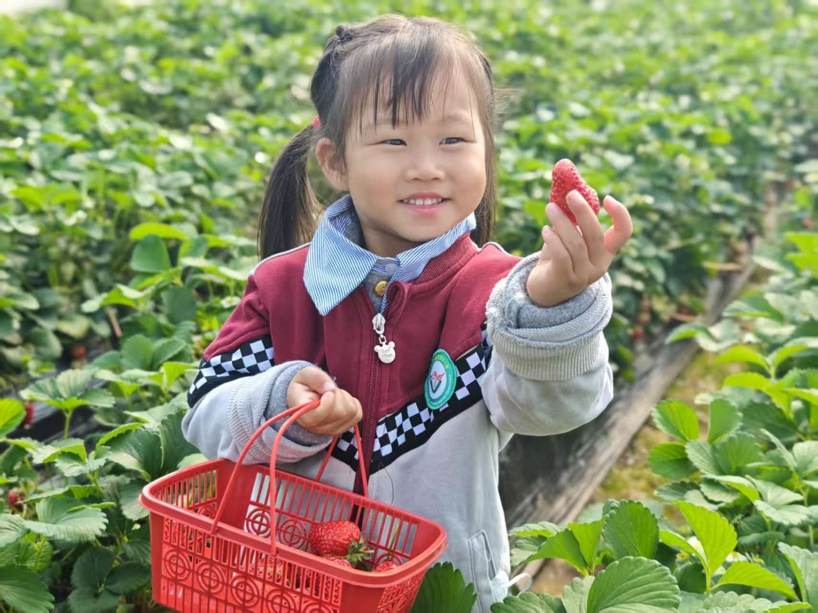【乐活龙幼·乐享童年】“研”续快乐 遇见“莓”好——记龙潭幼儿园靖安分园小班组社会实践活动