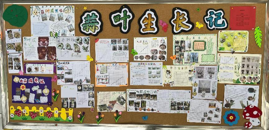 20250425五数数学实践活动蒜叶成长记吉康写_html_m3d58f1b0.jpg