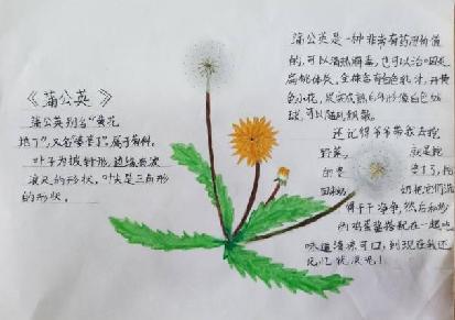 植物记录卡 亲近大自然_html_2a415f27.jpg