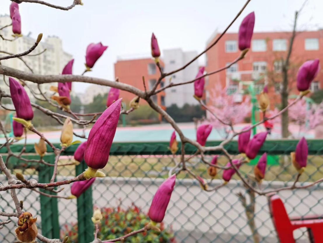 春风拂煦  风光无限  我盼你来——欢迎同学们回到母校_html_m2095555a.jpg