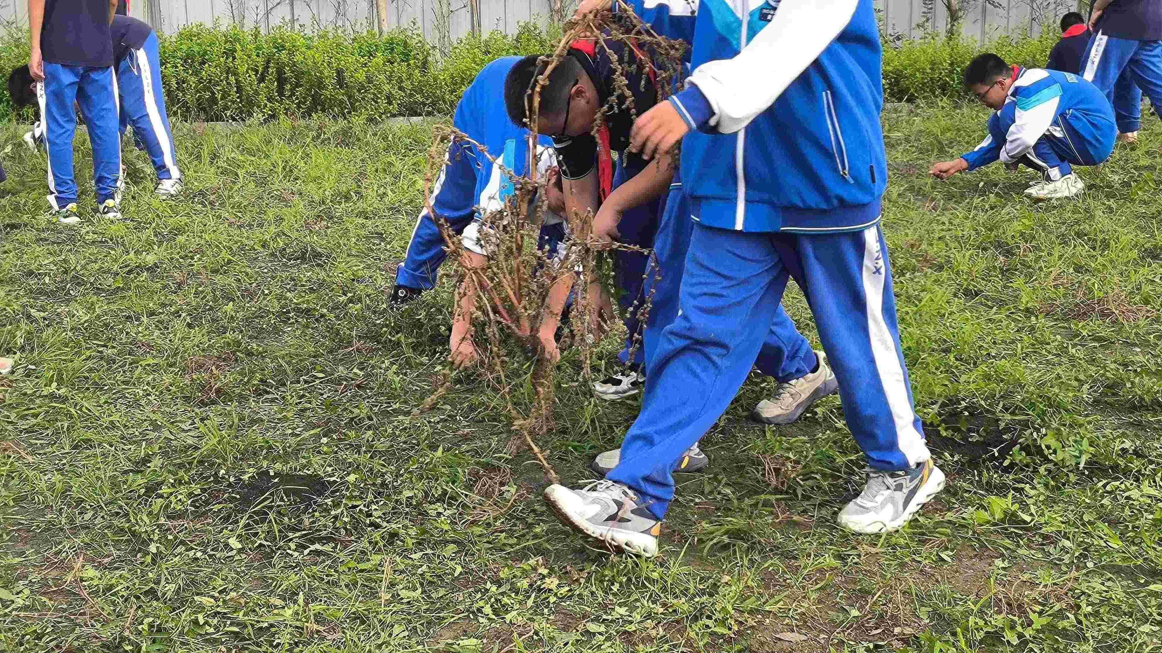 【臻美金龙】让希望播种，让梦想开花——金中仙林龙潭校区开展蔬菜种植劳动教育实践活动_html_m281f8e87.jpg