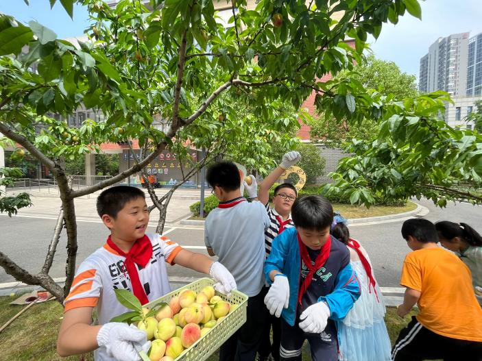 20240603“童”享好时 一起“趣”摘桃——南京市晓庄小学小农场劳动实践系列课程(1)_html_34d1eccb.jpg
