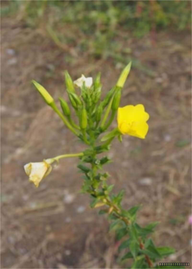 17DA5F66A7F6655FD02ABABB792BE489.jpg 17DA5F66A7F6655FD02ABABB792BE489.jpg