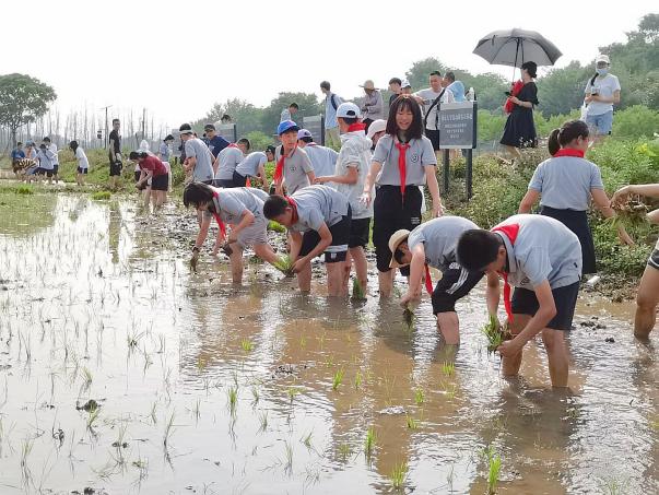 【湖畔光影】田间插秧践初心 红色传承担使命——记金陵小学（仙林湖校区）劳动实践活动_html_342d78b4.jpg