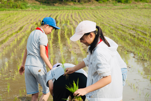 【湖畔光影】田间插秧践初心 红色传承担使命——记金陵小学（仙林湖校区）劳动实践活动_html_m6299f3de.png