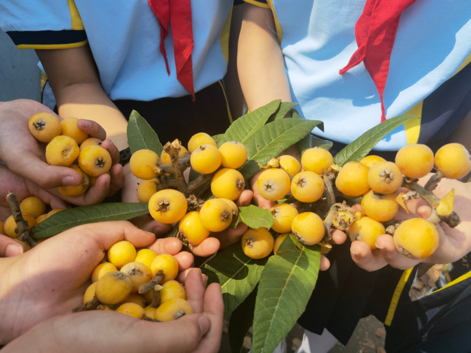 【花港一小】满载着今天的收获,向明天出发 ——花港一小2022届毕业季系列活动一