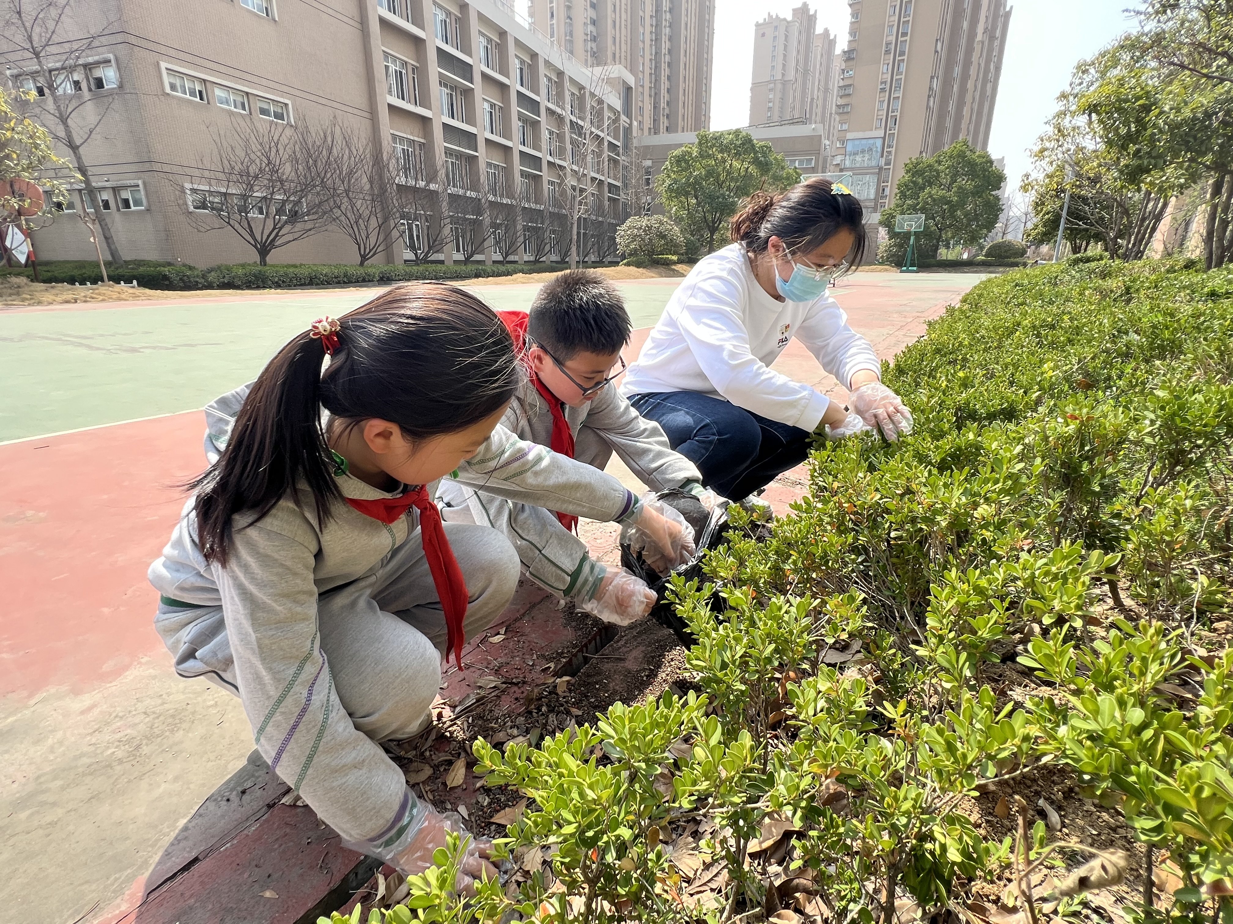 【花港一小】给树木一片干净的家  花港一小党支部冬训活动（四）