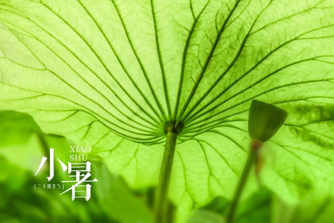 2020.7.6 赵华 倏忽温风至，因循小暑来_html_44b7252e.jpg
