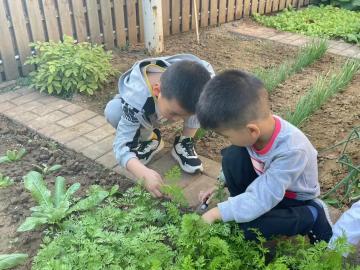 【生活燕幼·年级组动态】下庙分园：“拥抱自然，乐享耕趣”——中班年级组种植团活动(1)_html_m503110ea.jpg