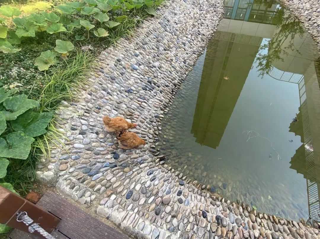 20231016 【生活燕幼·园区动态】燕鸣苑分园：“童心童智 童议童趣”——小桃子议事会第七次会议_html_m7d9cf79.jpg